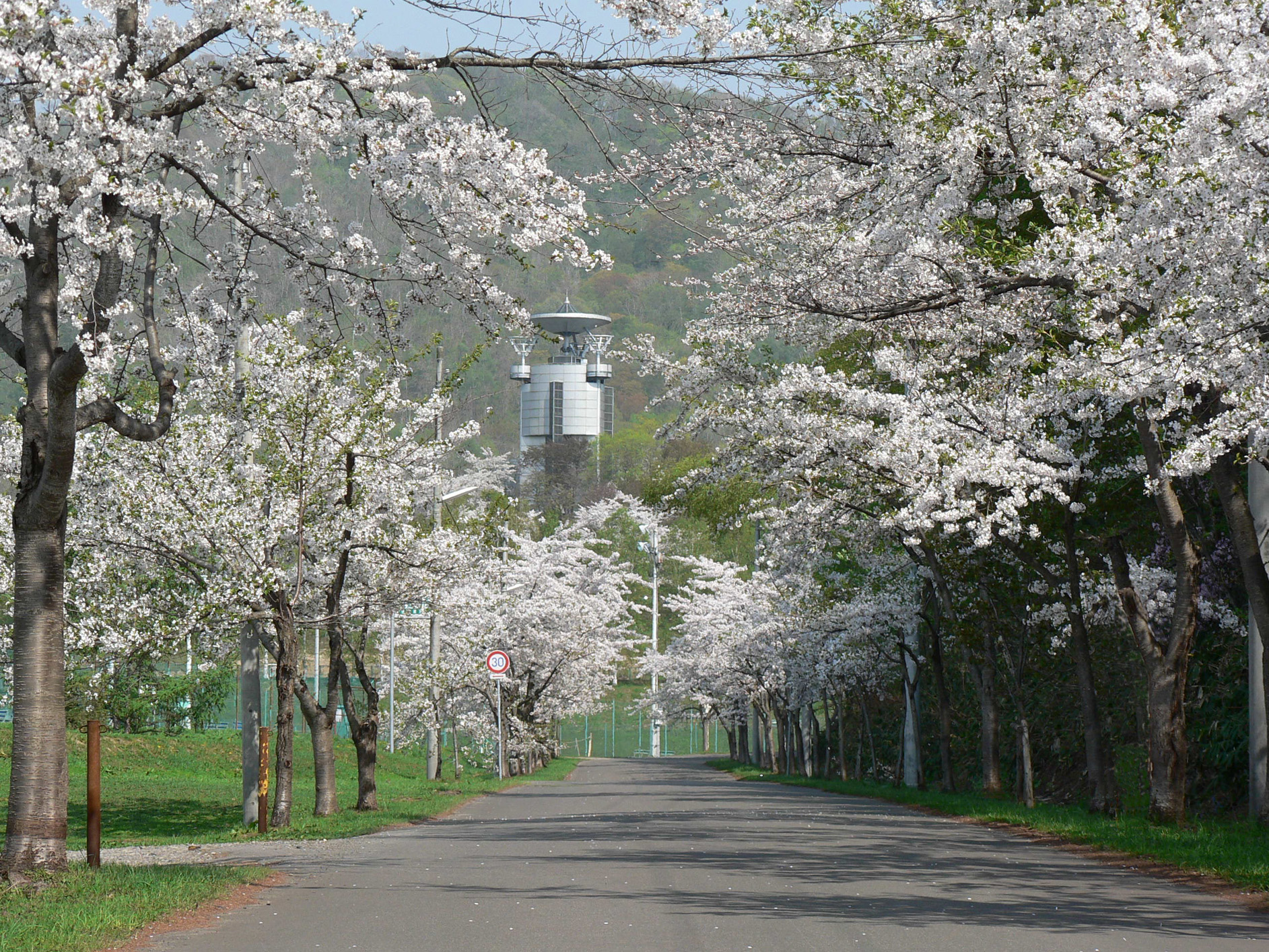 東明公園桜開花期